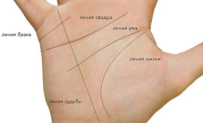 Линии на ладони. Вертикальные линии под мизинцем. Датирование линии сердца. Линия жизни и линия сердца. Линии судьбы.