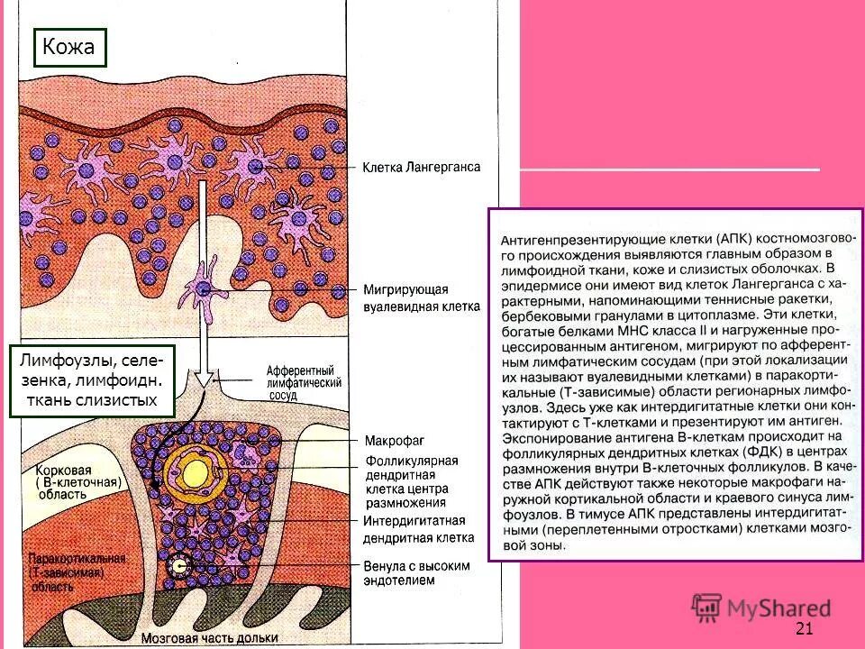 Синтезируются клетками кожного эпидермиса