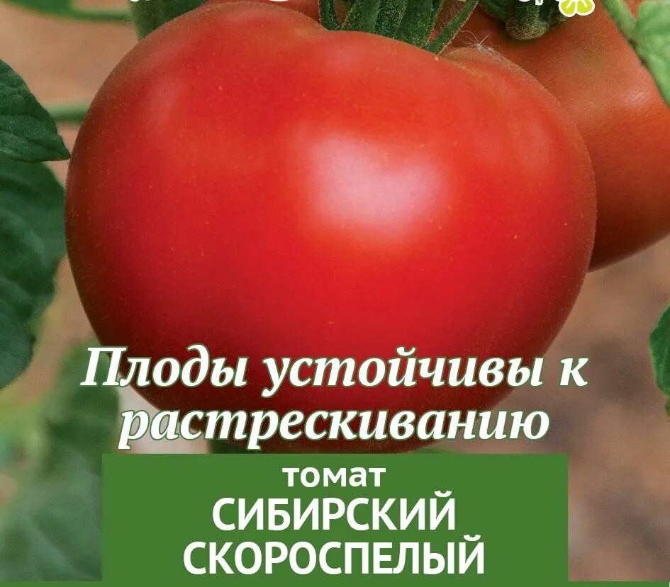 Томат скороспелый. Томат новичок (1уп-25гр). Огородное изобилие томат новичок. Огородное изобилие семена томатов. Семена томат новичок розовый.