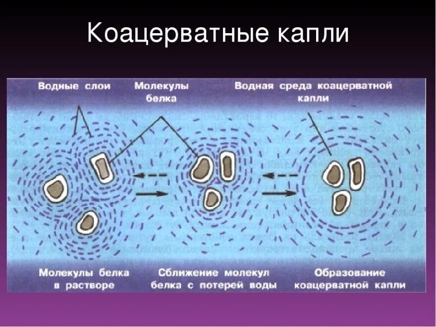 Коацерватная гипотеза. Коацерватные капли Опарина. Коацерваты белковые капли. Коацерватные капли это в биологии. Образование коацерватных капель.