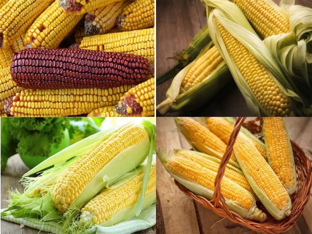 Кукуруза относится к группе. Пленчатая кукуруза. Кукуруза сорт «золотое Руно». Кукуруза Карамелла. Кукуруза Оватонна.