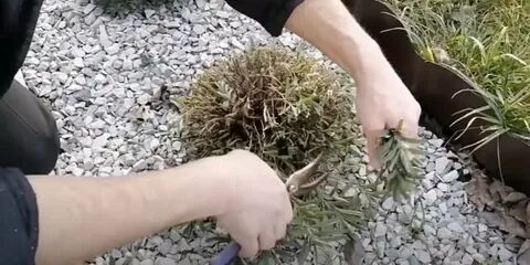Чем подкормить лаванду весной для пышного цветения