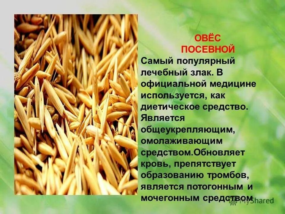 Что лечит овес. Овес. Овёс полезные качества. Овес для человека. Полезные свойства овса.