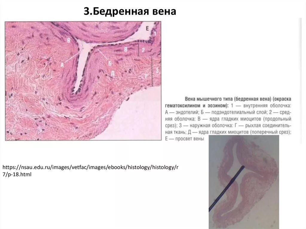 Виды гистологических препаратов