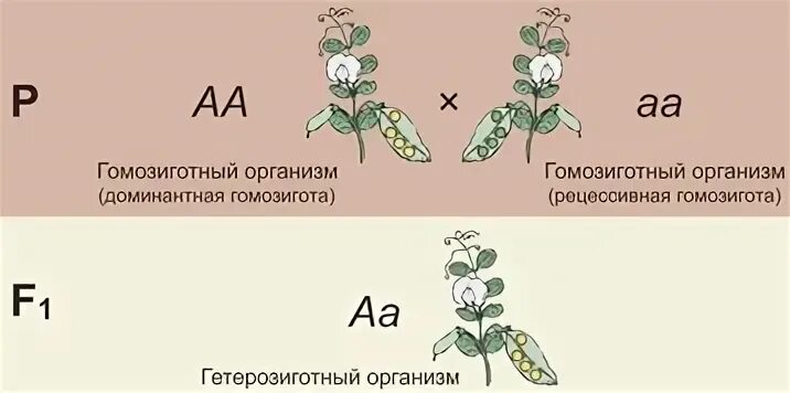 Подавляющий у гибридов признак