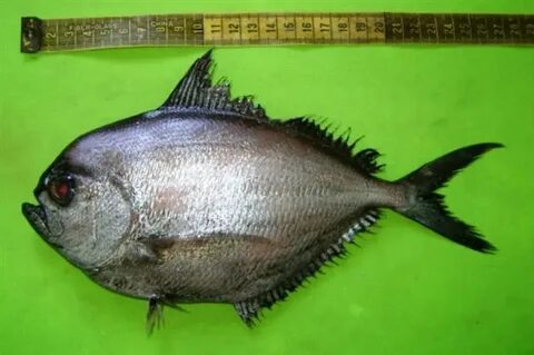 Морской лещ