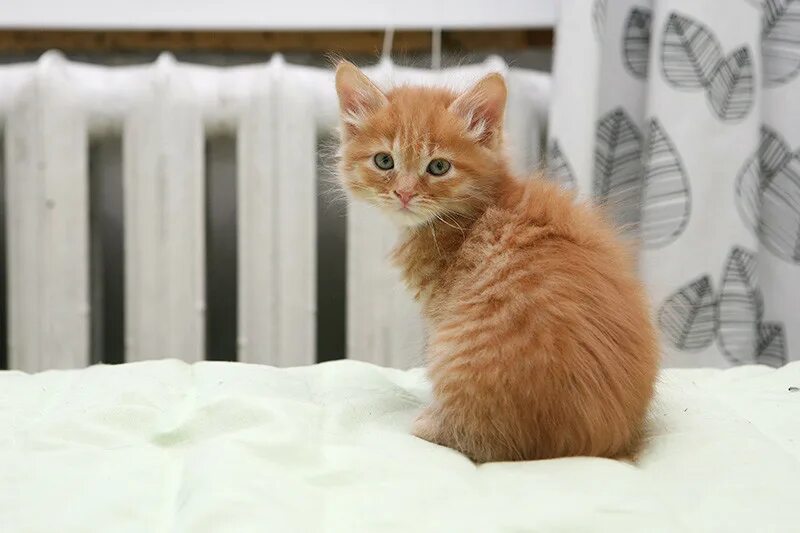 Рыжие котята отдаю. Кошечка рыжая в добрые руки москва. Рыжий пушистый котенок в добрые руки. Рыжий кот в добрые руки. Рыжие котята в добрые.