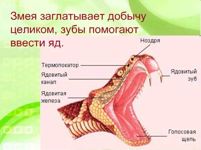 Змеи заглатывают добычу целиком. Змеи заглатывают добычу. Змеи проглатывают добычу целиком. Как змея заглатывает добычу.