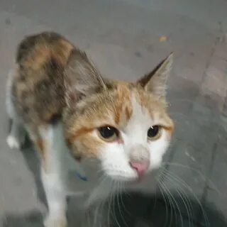 Никто кошка