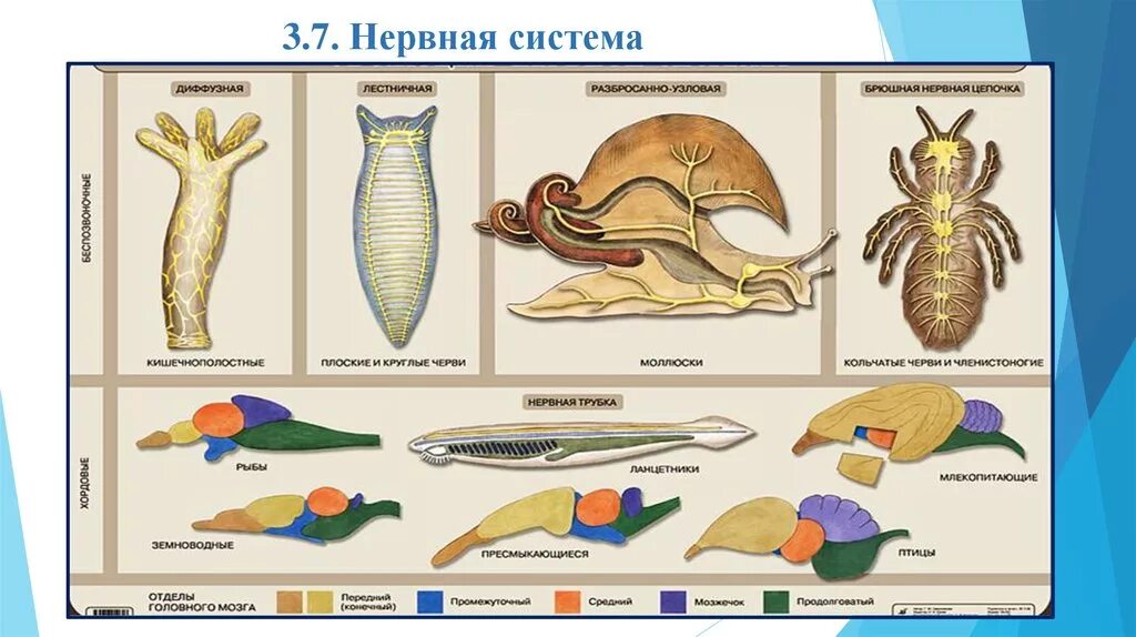 Филогенез нервной системы беспозвоночных. Эволюция нервной системы у простейших. Типы нервной системы у животных. Эволюция нервной системы у животных. Сеть нервных клеток у каких беспозвоночных