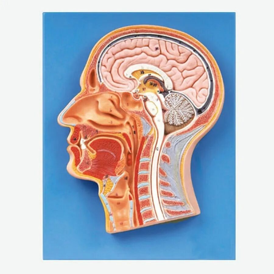 Человек срез. Анатомия черепа сагиттальный срез. Модель барельефная "сагиттальный разрез головы". Человеческие органы в разрезе. Человек срез.