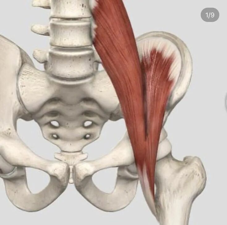 Внутренняя косая мышца живота функции. Мышцы поясничного отдела сзади. Подвздошно поясничный гребень. Крестцово подвздошная мышца. Подвздошная кость рентген анатомия.