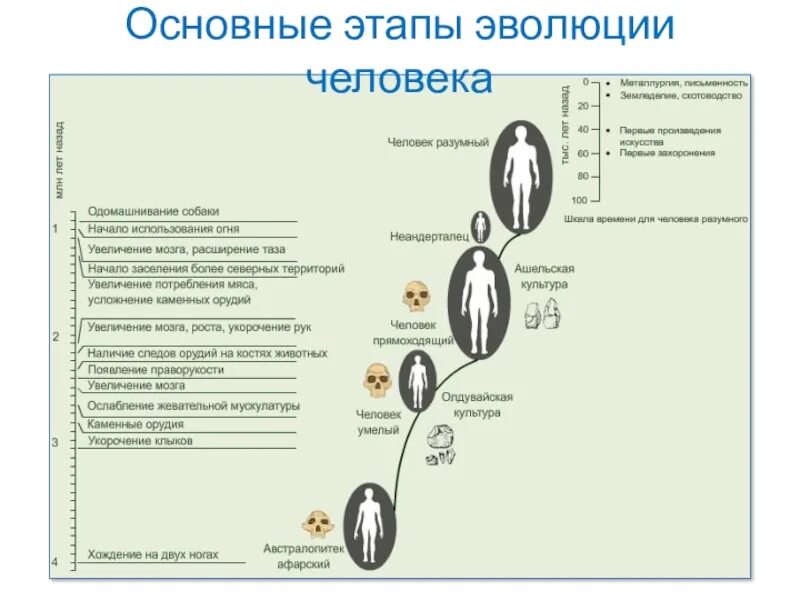 Первичная стадия развития. Основные этапы эволюции человека. Главные эволюционные стадии человека. Оральная стадия развития. Стадии развития наушников.