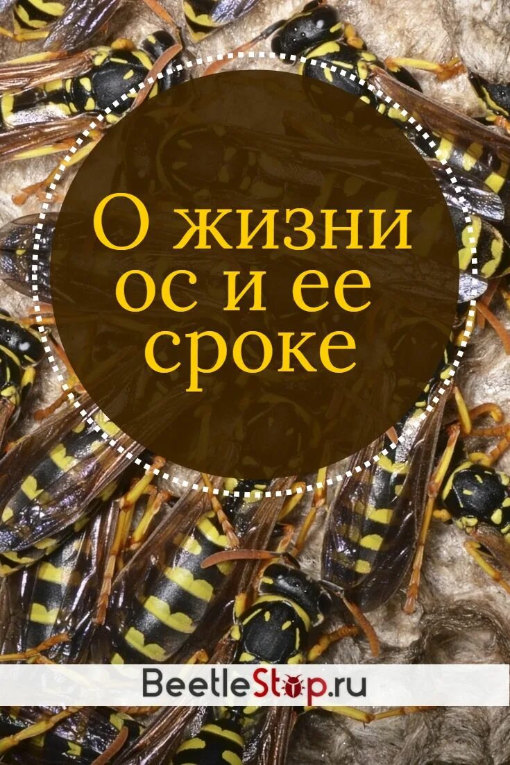 Сколько живет ос. Продолжительность жизни осы. Сколько лет живут осы. Жизнь ОС. Сколько живет Оса Продолжительность жизни.