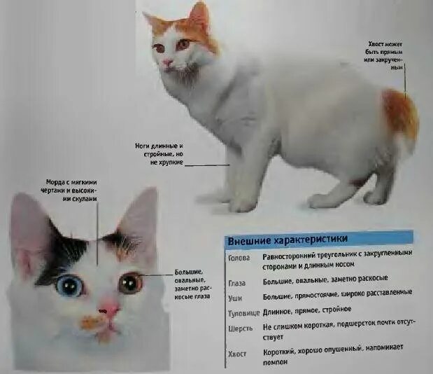 Рассмотрите фотографию кошки породы японский бобтейл. Японский бобтейл кошка. Японский бобтейл описание породы характер. Японский бобтейл кошка характеристика породы. Характеристика котов бобтейлов.