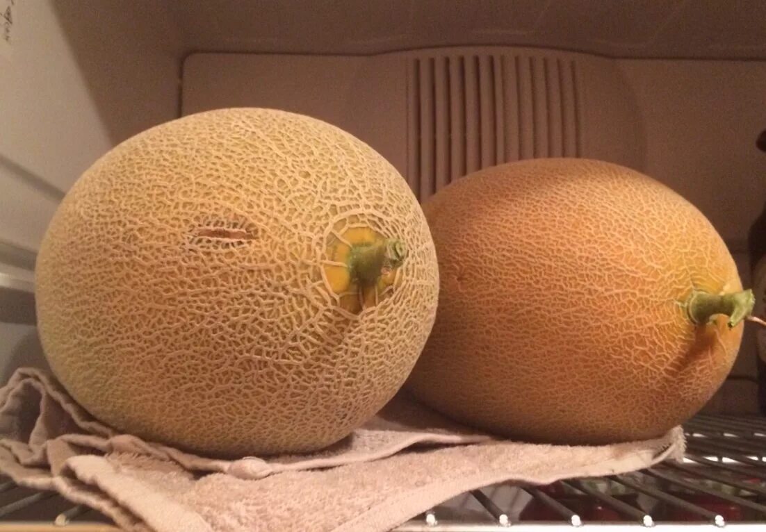 Дыни приколы. Веселые фрукты дыня. Дыни приколы. Смешная дыня. Дыни приколы.