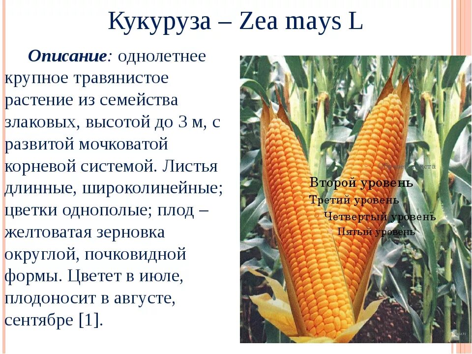 Кукуруза относится к группе. Zea Mays кукуруза обыкновенная. Кукуруза характеристика растения. Кукуруза описание растения 2 класс. Характеристика кукурузы.