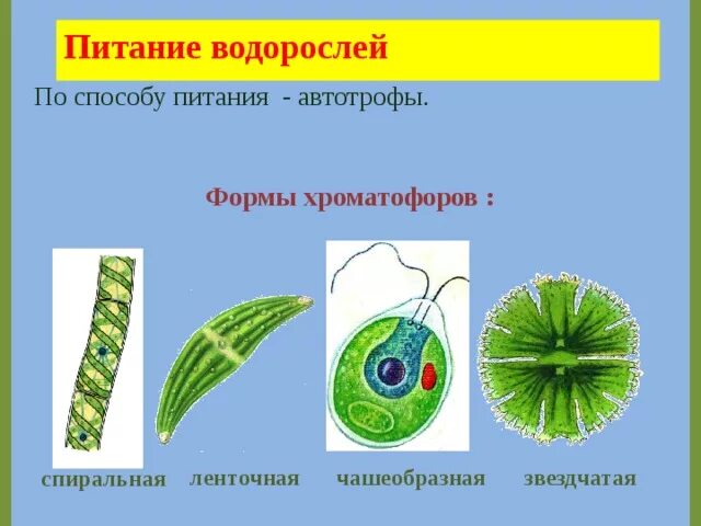 Обозначение водорослей. Способ питания водорослей. Тип питания водорослей. Водоросли автотрофы. Ленточный хроматофор.