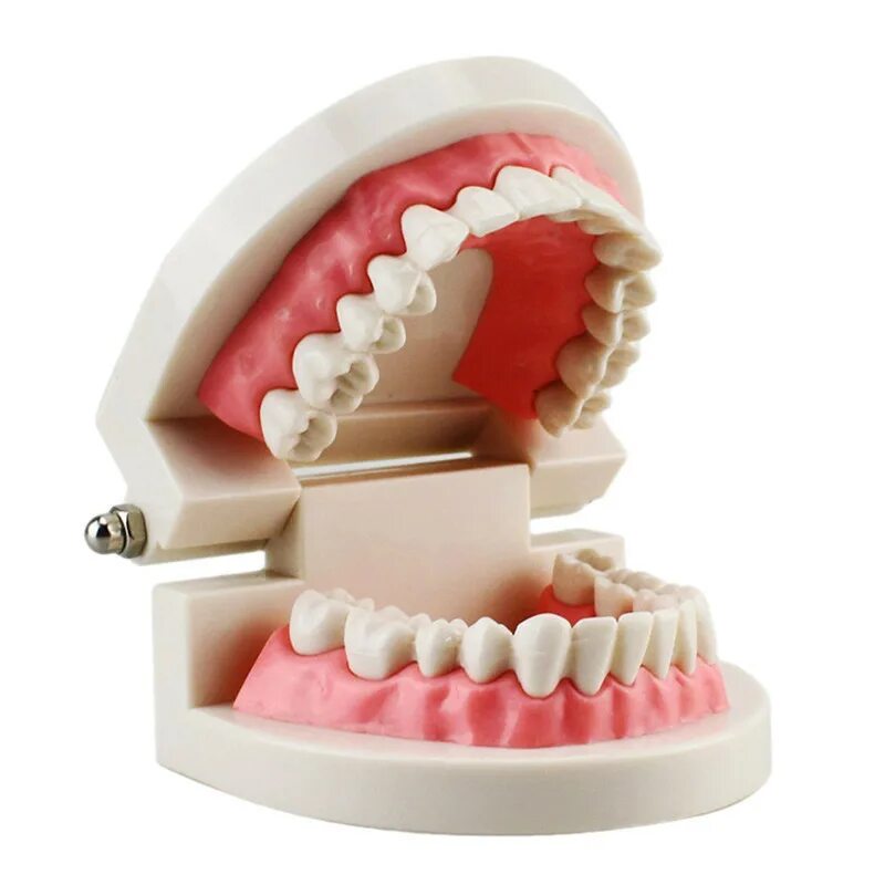 Модель полости рта. Модель зубов. Подарки детям в стоматологии.