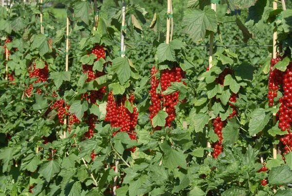 Ровада красная смородина описание. Смородина красная (ribes rubrum `rolan`). Смородина красная ровада. Сорт красной смородины ровада отзывы. Red currant rovada.