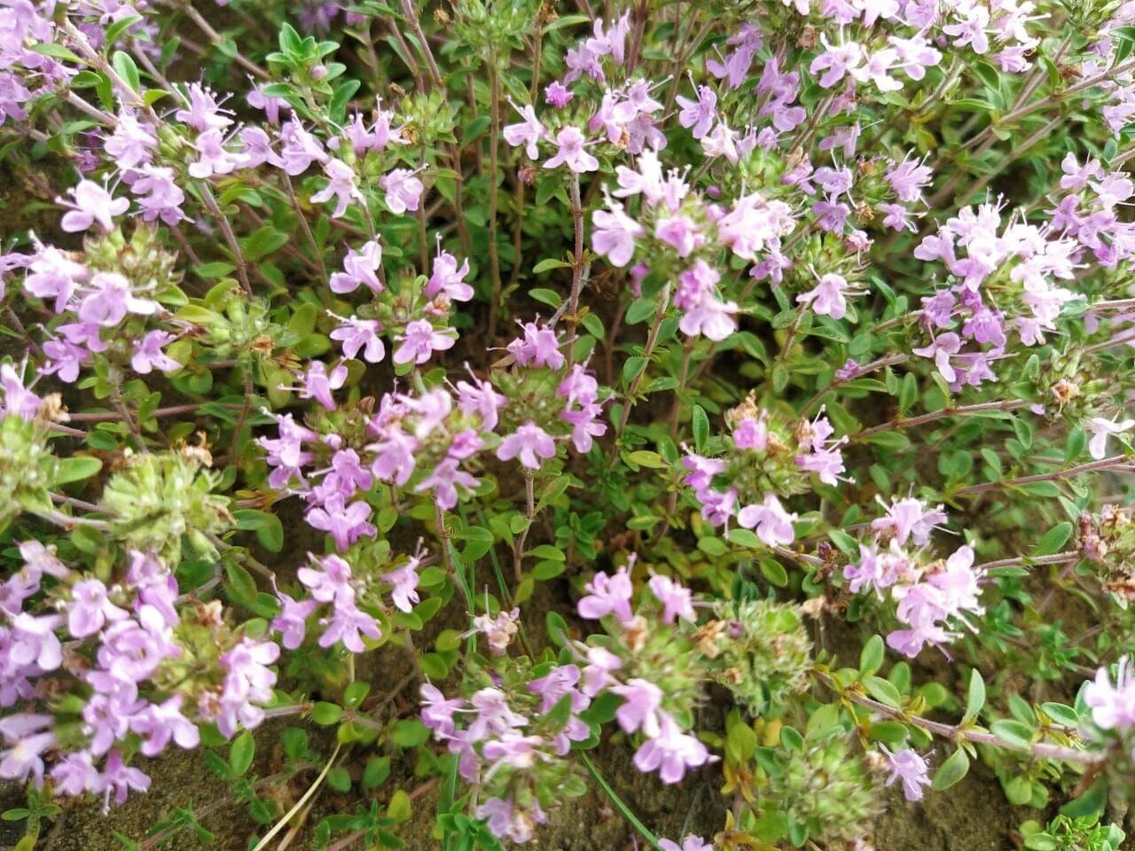 Чабер дугласа. Тимьян ползучий Луговой. Thymus serpyllum "Albus". Чабер Луговой. Тимьян голостебельный.