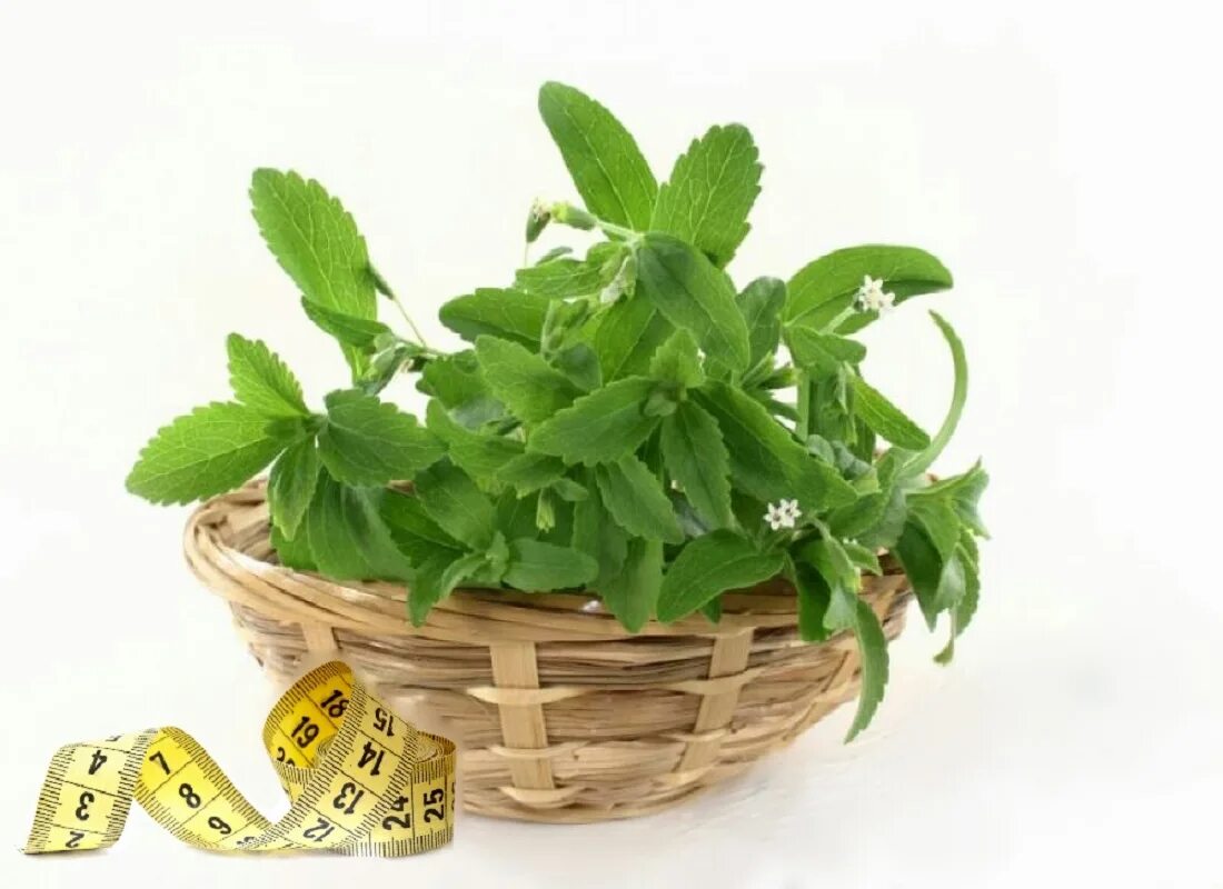 Stevia трава. Stevia rebaudiana. Сахарное растение стевия. Цветущая стевия.