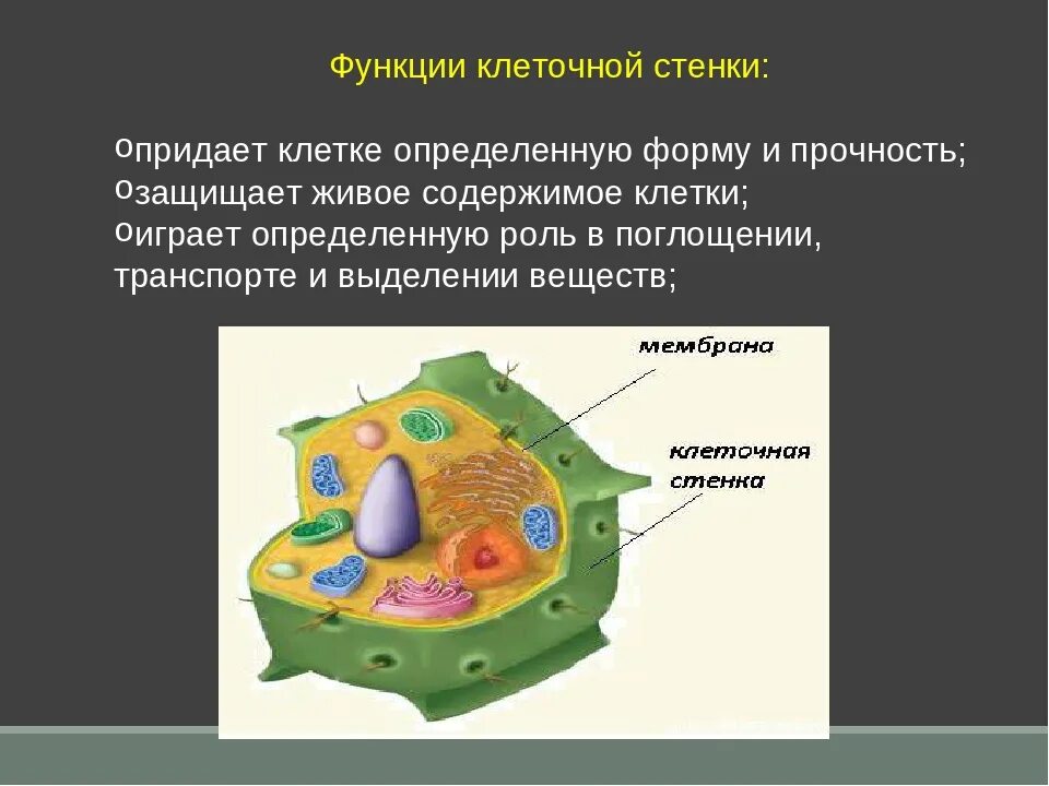 Клеточная стенка растительной клетки строение и функции. Функция клеточной стенки в растительной клетке. Структура и функции клеточной стенки растительных клеток. Функции клеточной стенки растений.