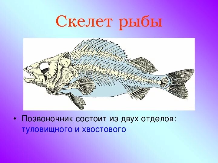 В позвоночнике два отдела туловищный и хвостовой. Отделы позвоночника костных рыб. Скелет рыбы позвоночник. Хвостовой позвоночник рыб. Отделы позвоночника у рыб хвостой.