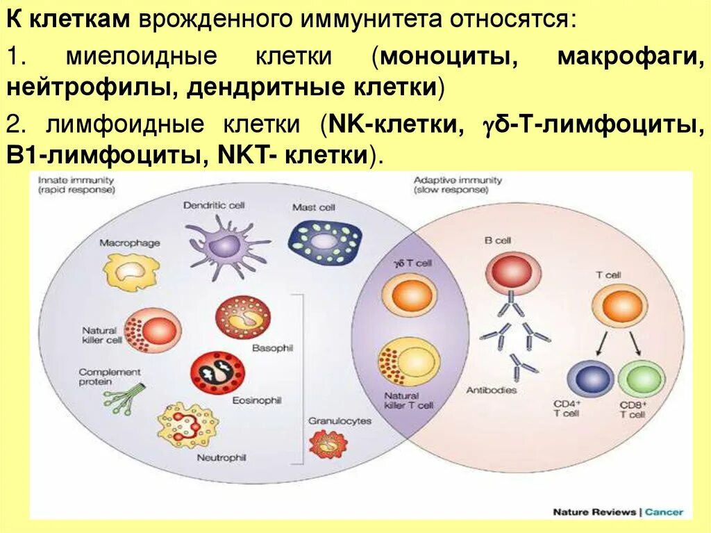 К иммунным клеткам относятся