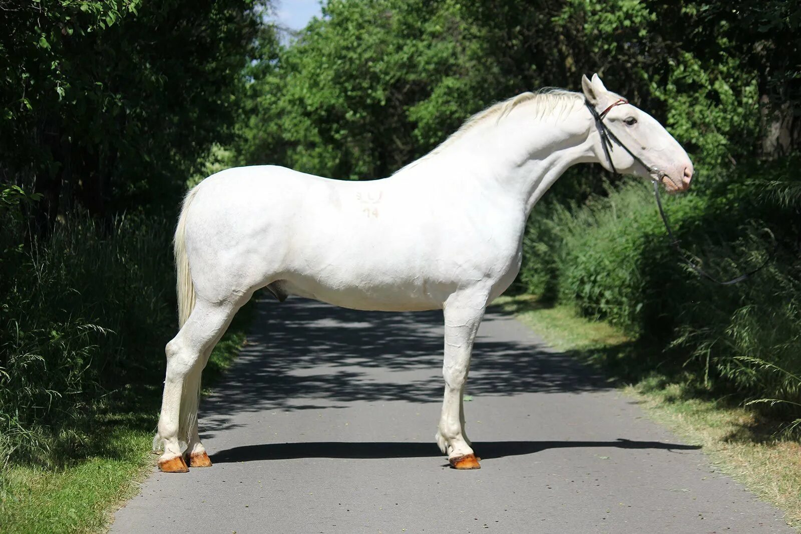 Липицианская лошадь. Липицианская порода лошадей. Липпицианская лошадь. Лошадь породы липицианс. Липиццанер порода.