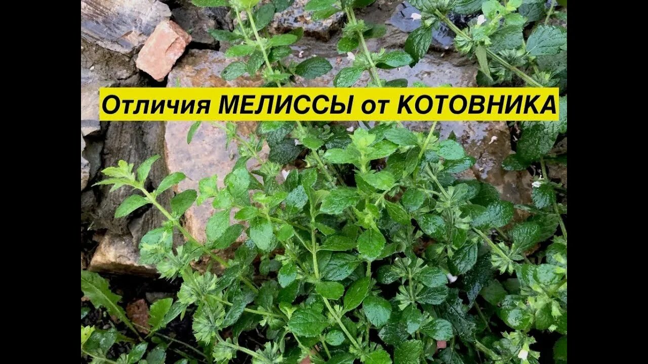 Чем отличается кошачья мята от обычной. Котовник лимонная мята. котовник кошачий (мята лимонная.