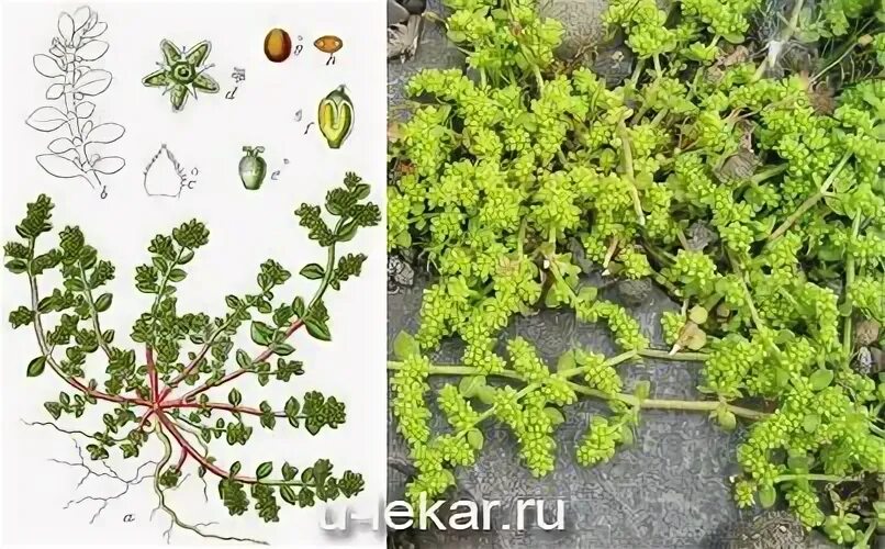Свойства травы грыжник