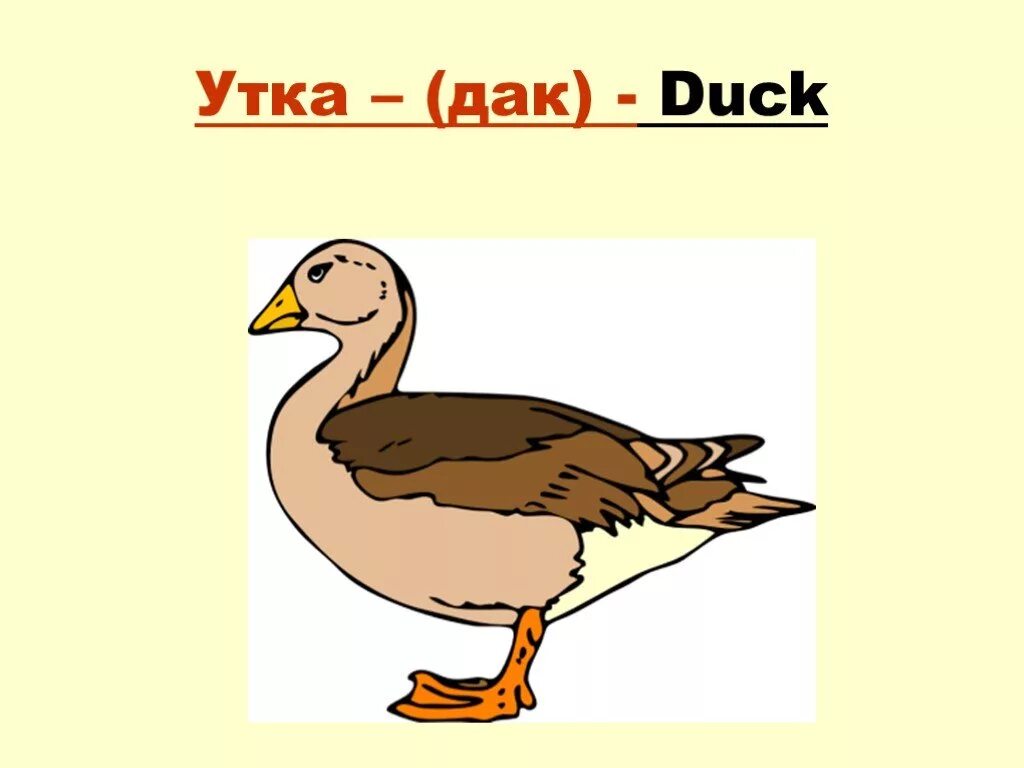 Слово duck. Утки по английскому. Карточки по английскому языку утка. Английское слово утка. Карточки с английскими словами для детей утка.