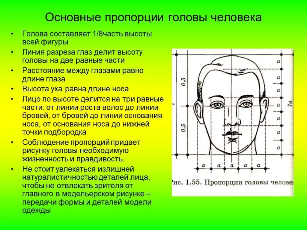 У взрослого человека размер головы занимает. Пропорции головы человека. Пропорции лица человека схема. Схема пропорций головы человека. Пропорции головы человека для рисования.