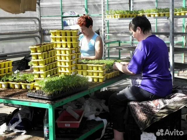 Кухонный работник чистка овощей. Упаковщик овощей. Упаковщик овощей. Подработка овощей. Для сортирования фруктов и овощей;.