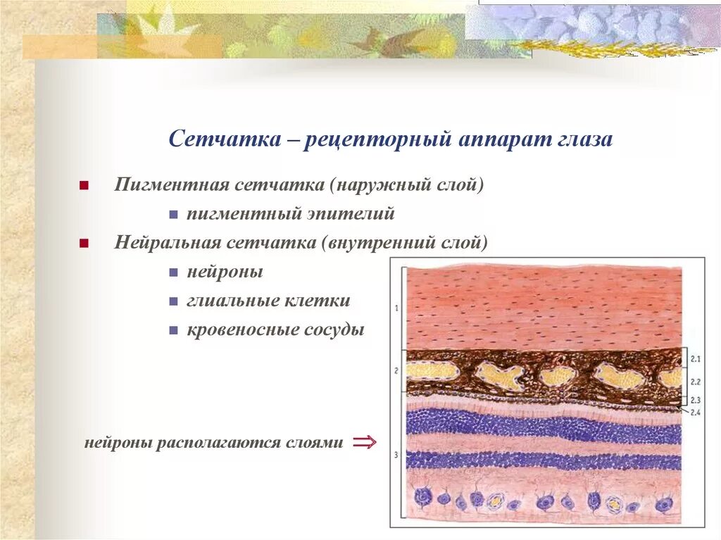 Пигментный эпителий сетчатой оболочки. Пигментный эпителий сетчатки. Рецепторный аппарат сетчатки глаза. Пигментный слой сетчатки.