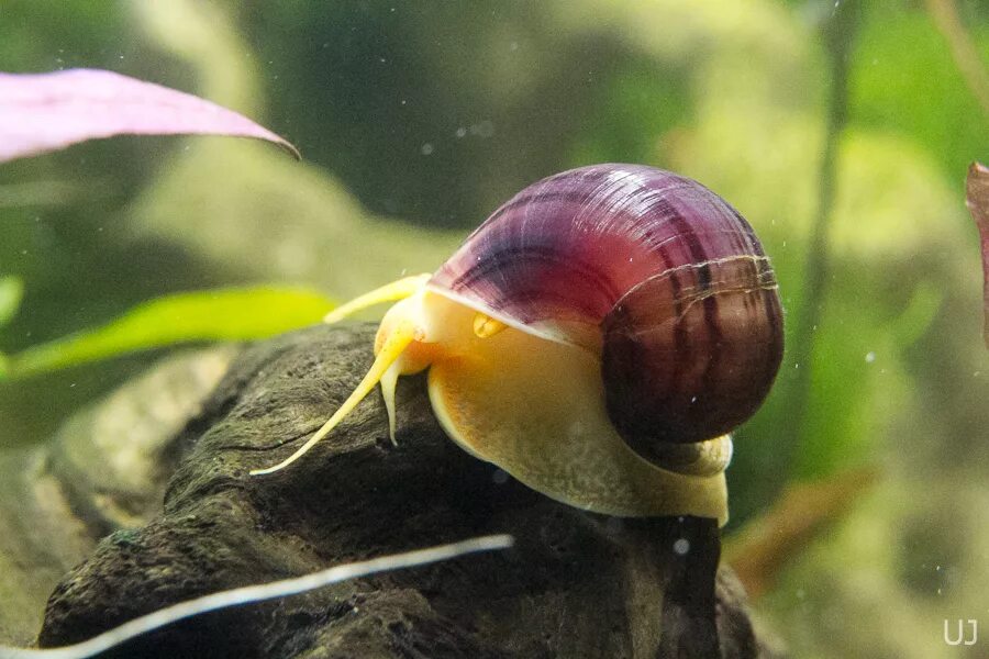 Брюхоногие обитают. Брюхоногие моллюски представители. Класс брюхоногие моллюски улитки. Брюхоногая улитка. Тритоны брюхоногие морские.