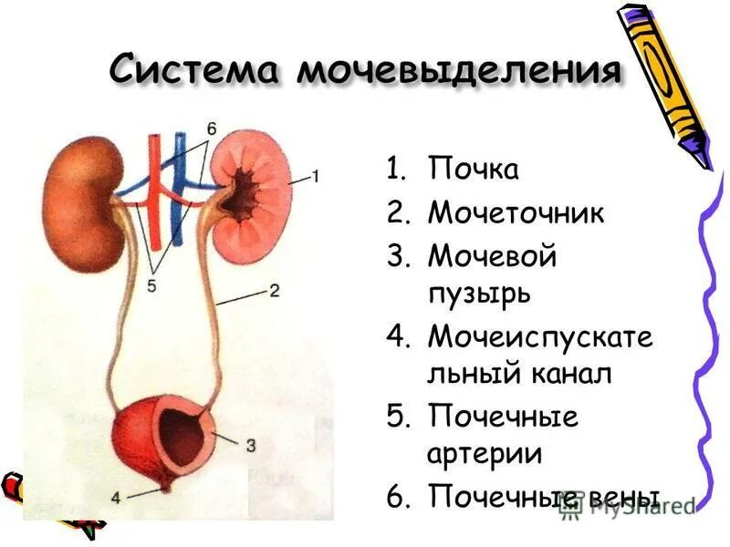 Мочевыделительная система мочевая система человека. Мочевыделительная система мочеточники мочевой пузырь. Строение почки и мочевого пузыря. Мочеполовая система анатомия человека мочевой пузырь.