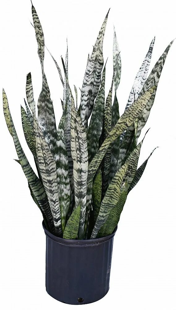 сансевиерия сильвер канни. сансевиерия трехполосная грей страйп. сансевиерия ханни грей. сансевиерия ханни грей. сансевиерия блэк сворд.