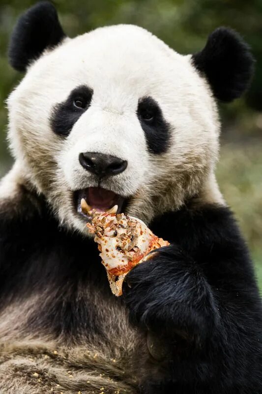 Большая панда что едят. Панда. Панда ест. Панда кушает. Большая Панда.
