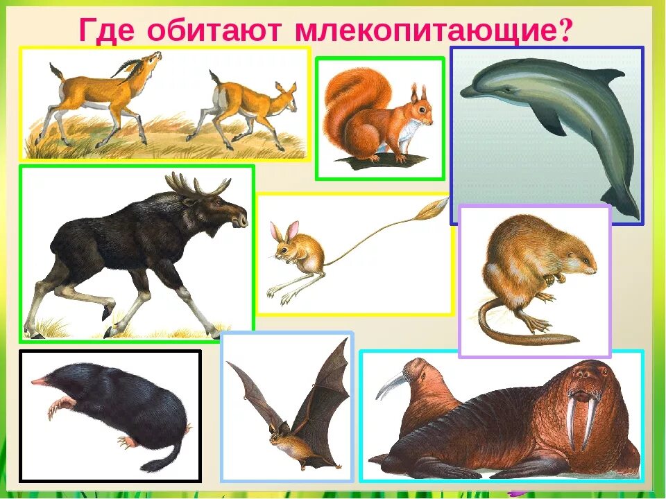 Млекопитающие представители. Разнообразие млекопитающих. Представители типа млекопитающие. Млекопитающие для детей.