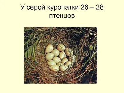 Птенцов число