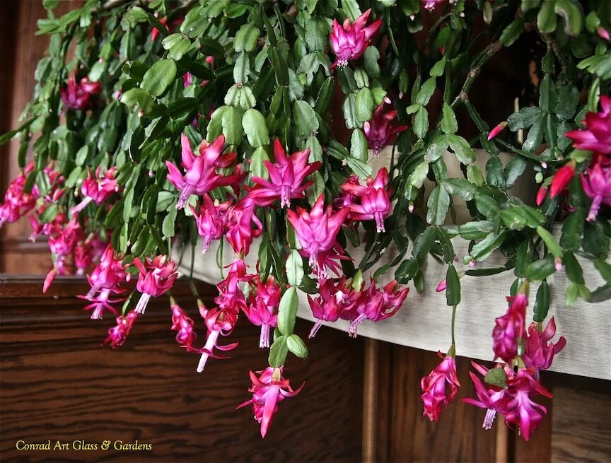 шлюмбергера декабрист зигокактус. шлюмбергера eprics star. старый декабрист. старый декабрист. комнатные цветы декабристы разные.