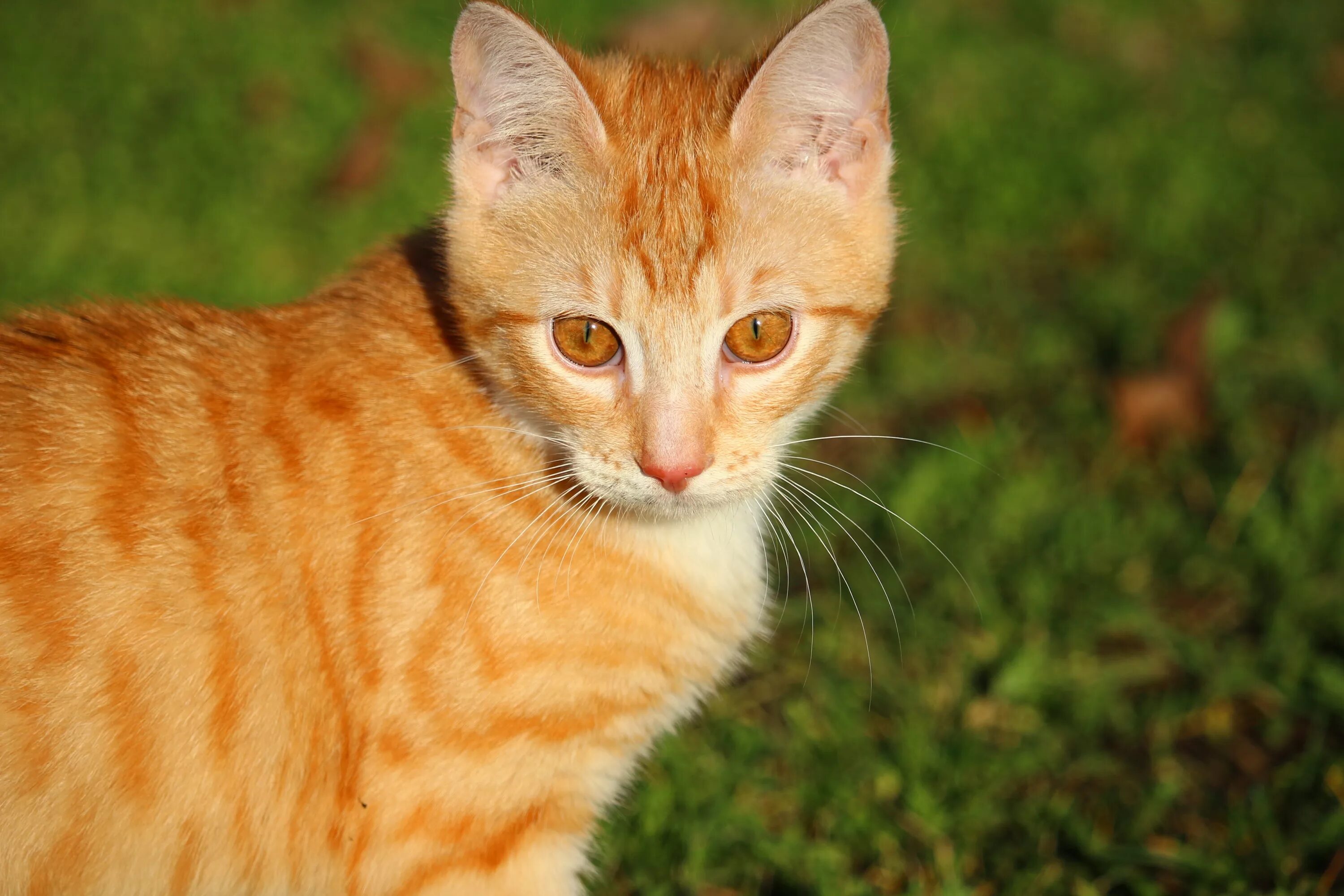 Сколько котят у рыжей кошки. Европейская короткошерстная табби рыжий. Бенгальская короткошерстная кошка рыжая. Макрелевый табби рыжий. Сибирский гладкошерстный рыжий кот.
