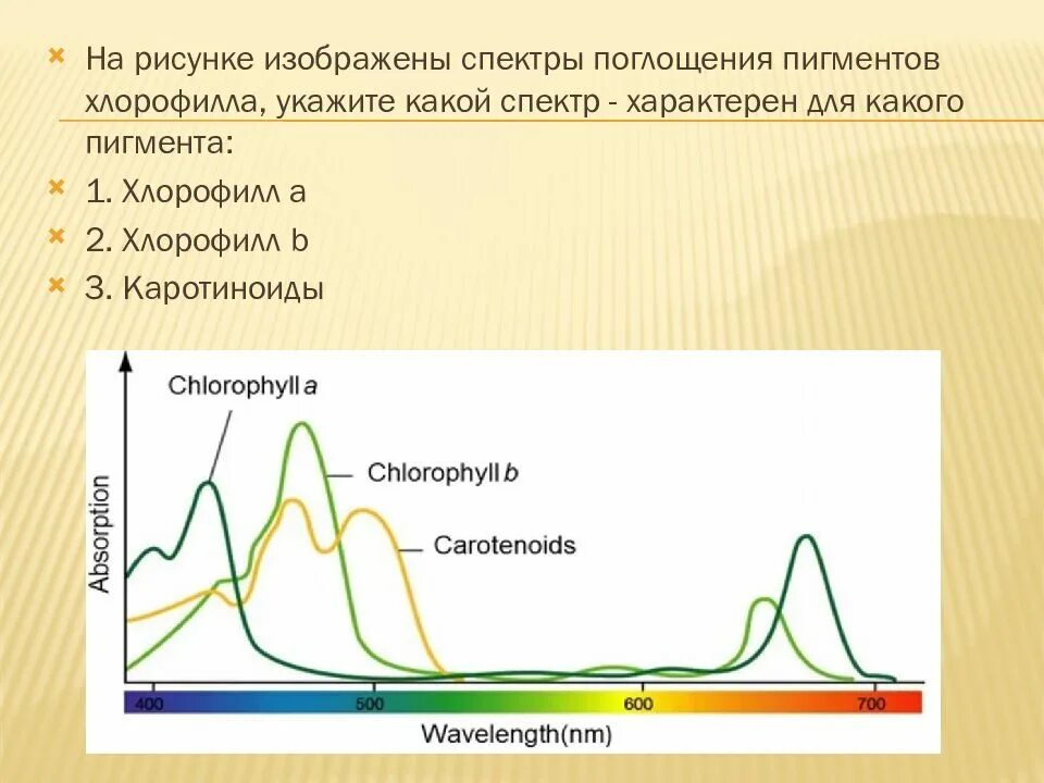 Какой спектр поглощает хлорофилл. Спектр поглощения пигмента хлорофилла. спектры поглощения хлорофиллов и каротиноидов. спектры поглощения хлорофилла. хлорофилл каротиноиды спектры поглощения.