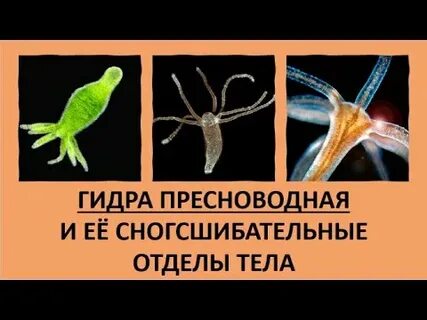3 пресноводная гидра имеет симметрию тела