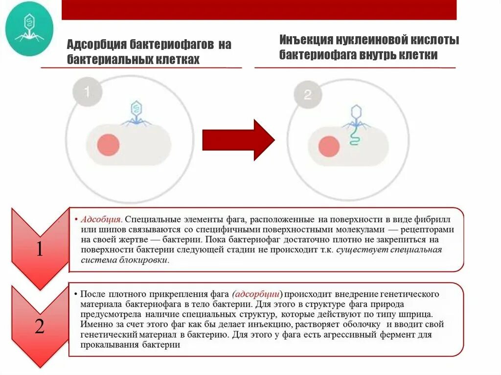 Адсорбция бактериофага. Адсорбция фага на бактериальной клетке. Адсорбция бактериофагов на бактериальных клетках. Адсорбция бактериофагов на поверхности бактериальной клетки. Адсорбция вируса