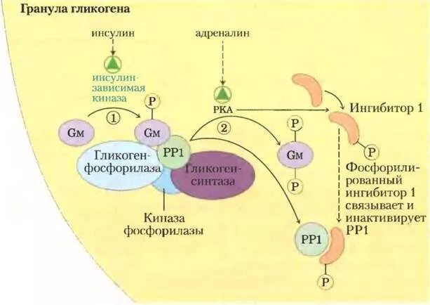 Адреналин и инсулин характеристики. Адреналин и инсулин. Гликоген гормон. Взаимодействие инсулина и гликогена. Киназа фосфорилазы гликогена.