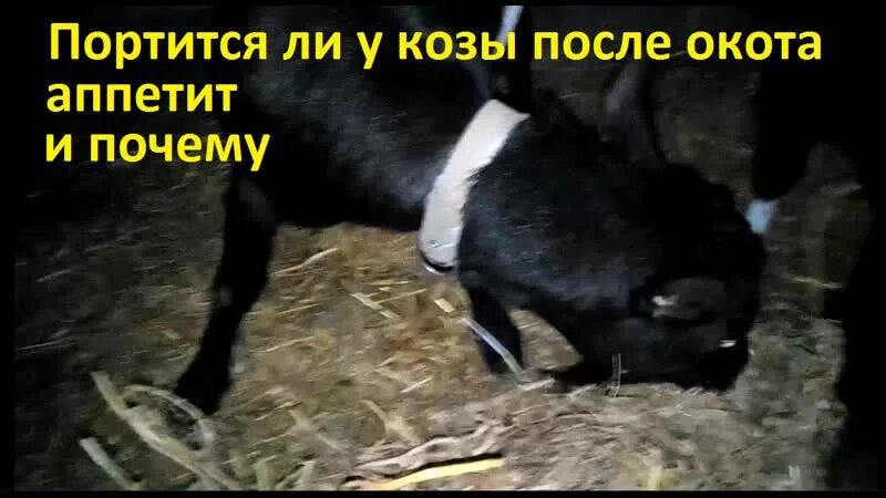 Почему коза не ест. Коза плохо ест после окота. препараты для коз после окота. доза окситоцина для козы после окота. окситоцин для козы после окота.
