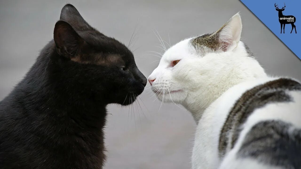 5 говорящих кошек. Общение кошек. Коты общаются. Котики для общения. Кошки разговаривают между собой.